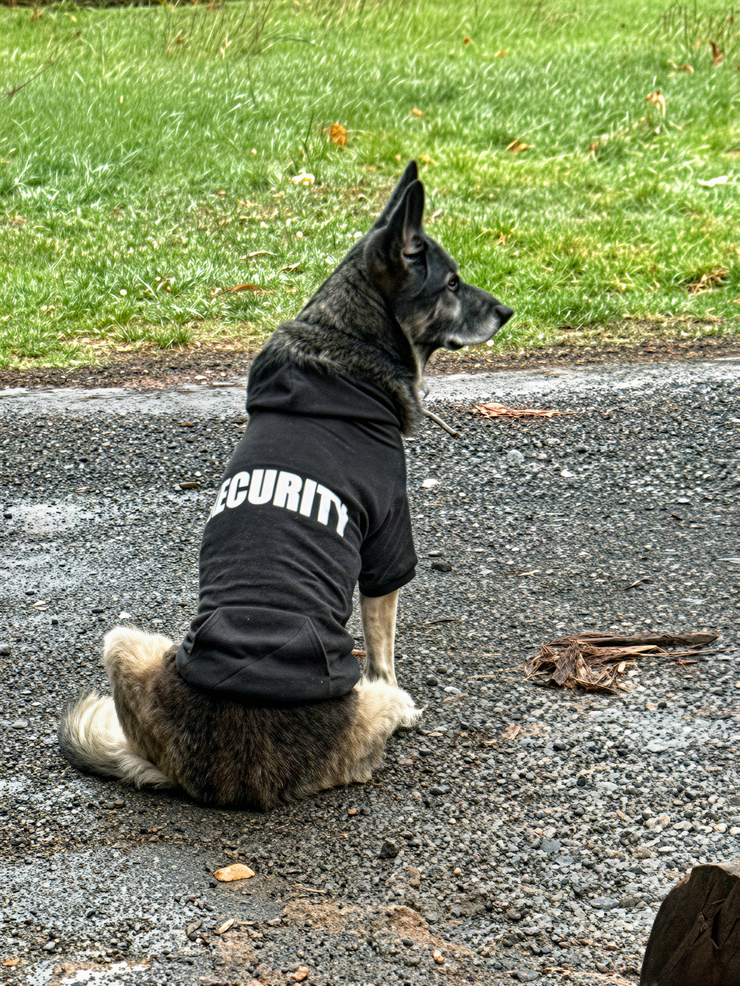 Hanz the studio mascot wearing a Security shirt